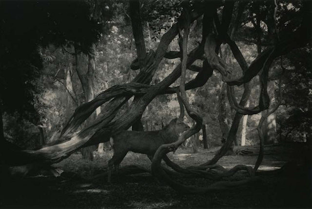Masao Yamamoto