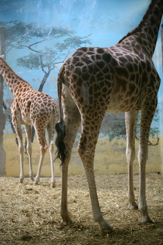 Guillaume Janot, Ecostream, Zoo de Vincennes, 2007, 2008. Photo couleur. Courtoisie Alain Gutharc