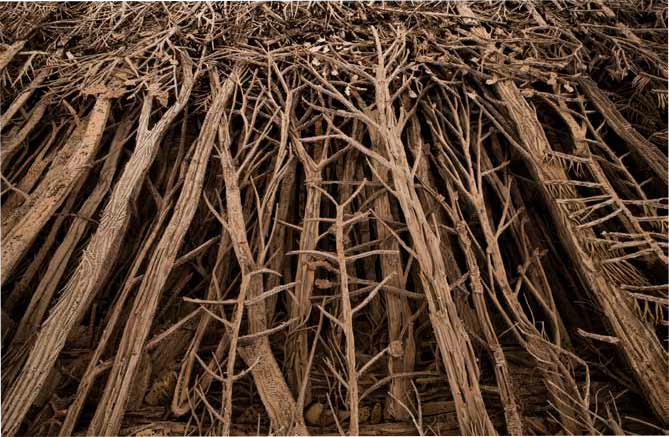 Éva Jospin, Forêt. Photo: Raphaël Lugassy