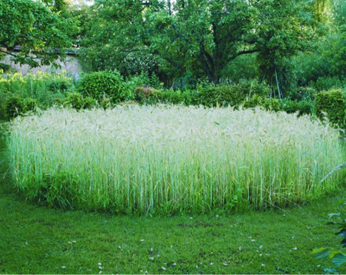 Gilles Saussier, Un cercle de seigle pour Brancusi, jardin des Andélys, 2013
