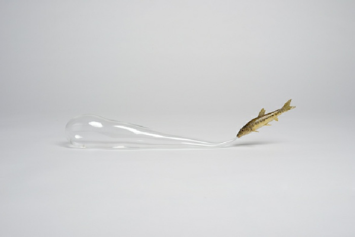 Olivier Leroi, Souffle, 2014, Goujon taxidermisé, verre soufflé, 39 x 5,5 cm