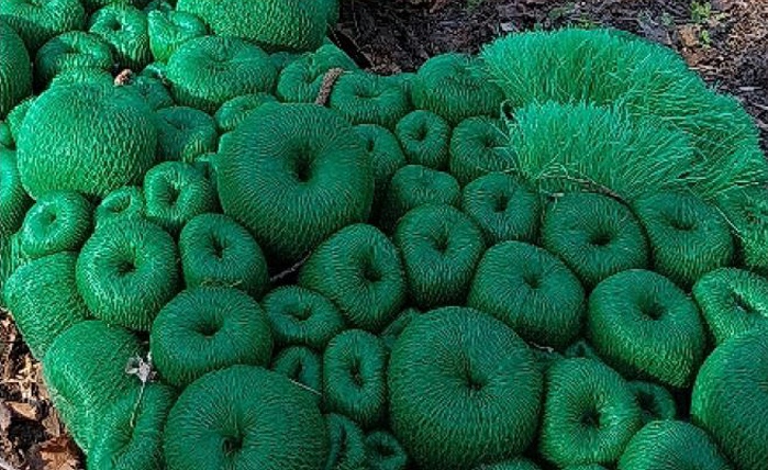 Laurence Aellion, Fragiles persistances, 2025