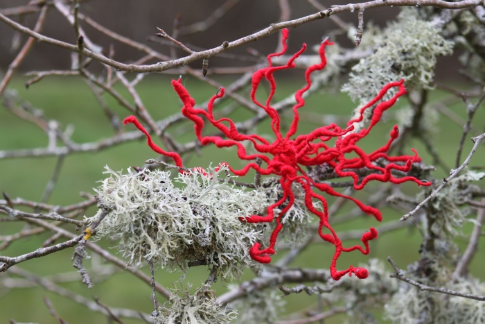 Marie-France Hurbault, Lichen