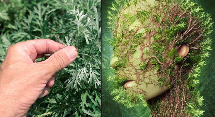 Scénocosme, Phytopoiesis