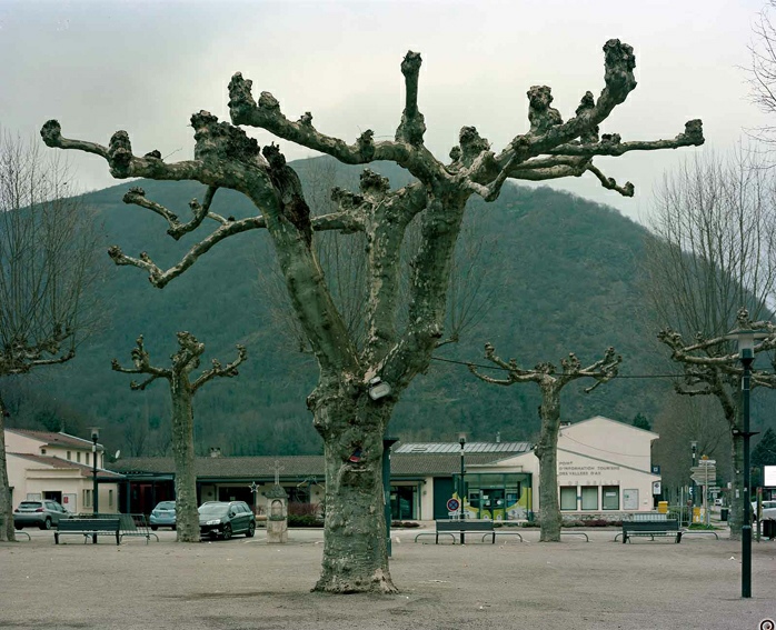 Valérie Jouve, L’arbre de Cedric (Les Arbres), plan film 4x5 inches, négatif couleur, Dimension variable, 2020-2025