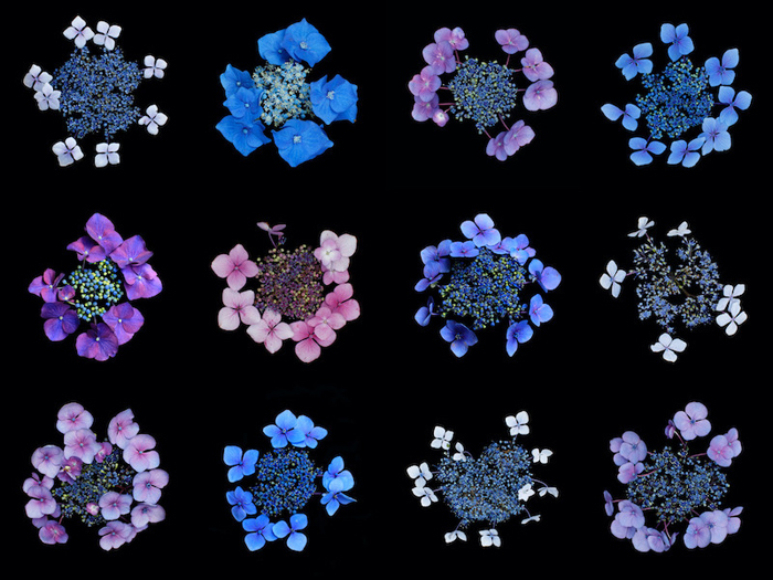 Bertrand Gadenne, série Les Hydrangeas, 2023. Courtesy de l’artiste