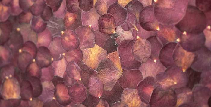 Florian Mermin, Minimal odorant, 2024 (détail), pétales de roses sur bois, 170 x 120 x 5 cm