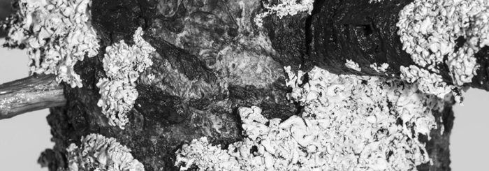 Aleix Plademunt, Matter