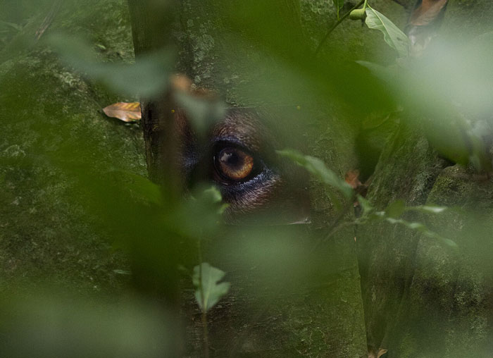 Daniel Steegmann Mangrané,&nbsp;La Pensée Férale&nbsp;(Feral Thought), 2020. Cibachrome prints and serigraphed texts. 