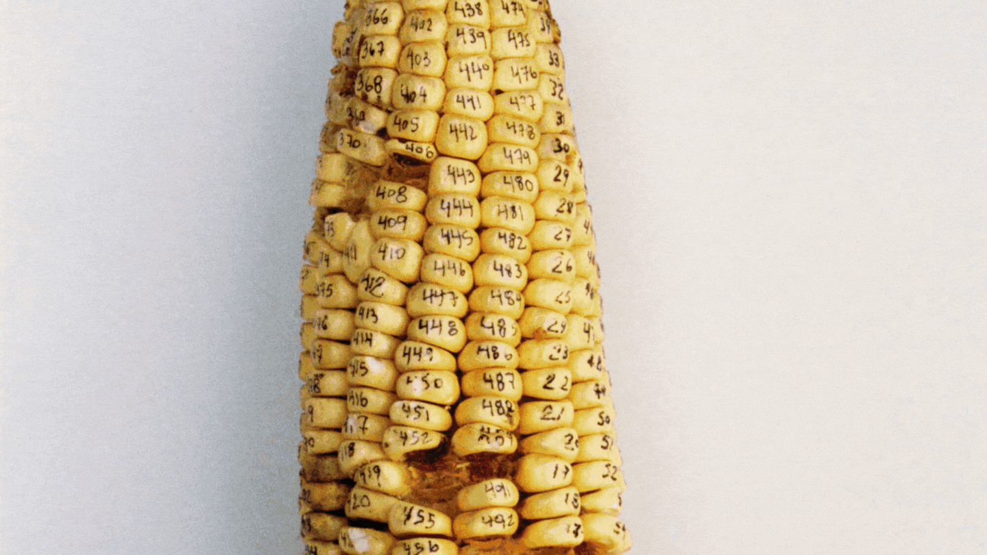 Installation view,&nbsp;Damián Ortega​:&nbsp;Corn & Industry, MARCO, Monterrey, Mexico, 2023.	